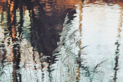 Close-up of plants against lake