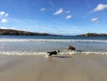 Dog on beach by sea against sky