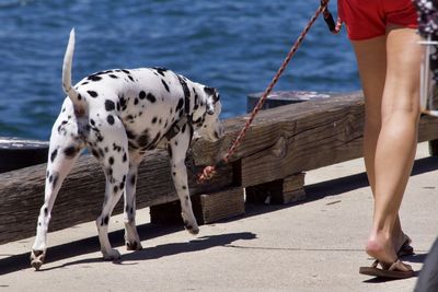 Low section of person standing on shore