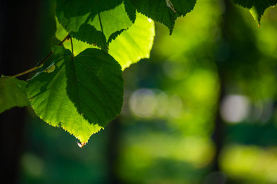 Close-up of fresh green leaves