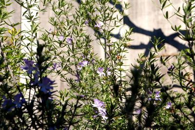 Close-up of purple flowering plant