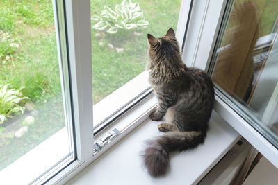 Cat looking through window