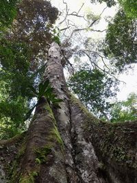 Low angle view of trees in forest