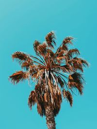 Low angle view of palm tree against clear blue sky