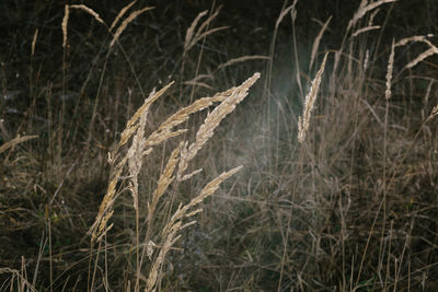 Close-up of plant growing in farm
