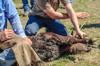 Man and woman tying cow legs with rope at field