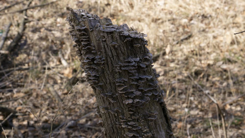 Close-up of wooden post on tree trunk