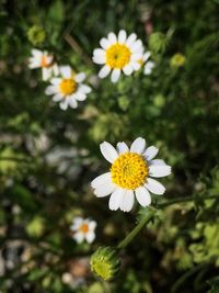 Close-up of yellow flowers blooming outdoors