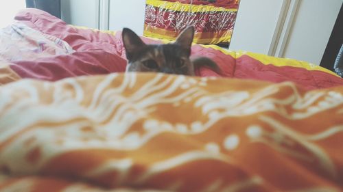 Close-up of cat on bed at home