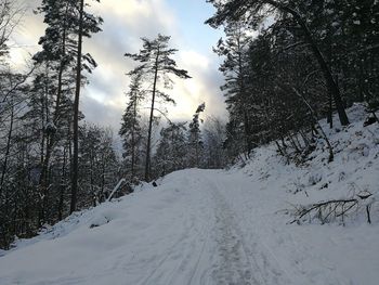 Snow covered land and trees against sky
