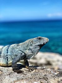 View of lizard on rock by sea