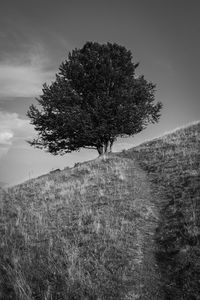 Tree on field against sky