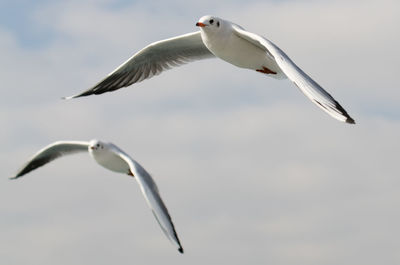 Low angle view of seagull flying