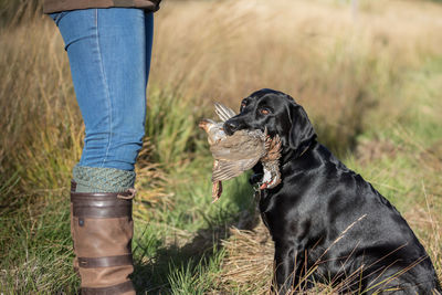 Low section of person with dog