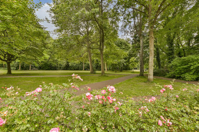 View of flowering plants on field