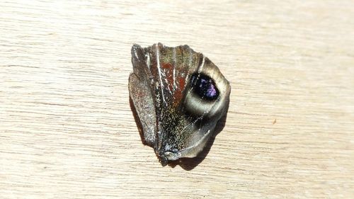 Close-up of butterfly on wooden table