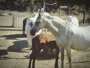 Horse standing on field