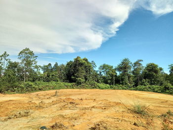 Trees on field against sky