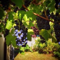 Close-up of grapes growing in vineyard