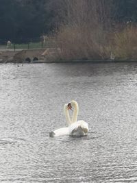 Swan floating on lake