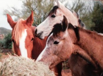 Close-up of horses