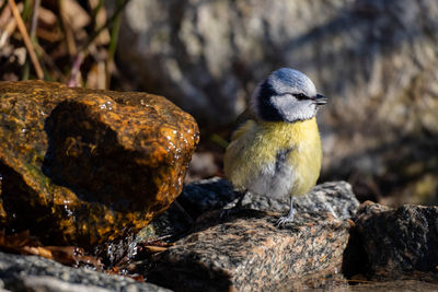 Close-up of bird perching on rock