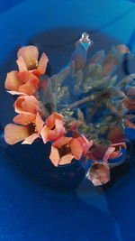 Close-up of fish swimming in water