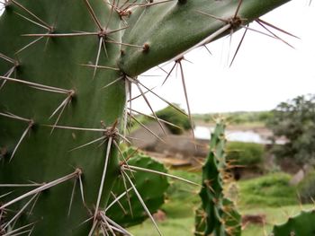 Close-up of cactus growing on field