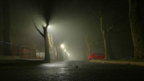 Illuminated trees at night