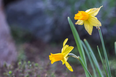 Close-up of yellow daffodil blooming outdoors