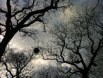 Low angle view of bare trees against sky