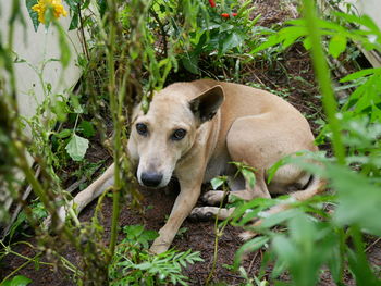 Portrait of a dog