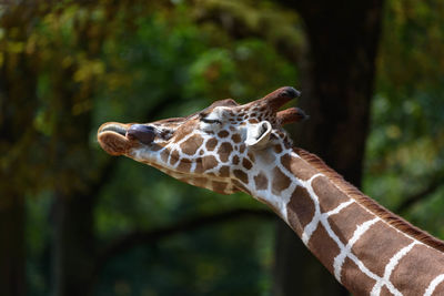 Close-up of giraffe against trees in forest