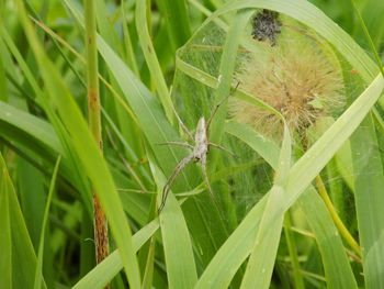 Close-up of insect on plant