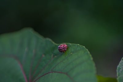 Close-up of ladybug on leaf