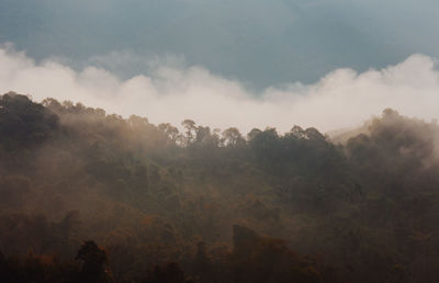 Trees in forest against sky