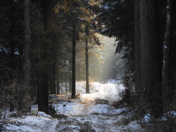 Trees in forest during winter
