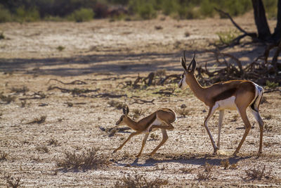 View of deer in desert