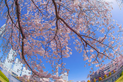 Low angle view of cherry blossom tree against blue sky