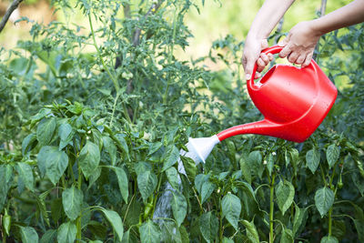 Cropped hands of woman watering plants in garden