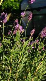 Close-up of flowers blooming outdoors