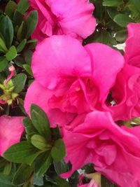 Close-up of pink flowers