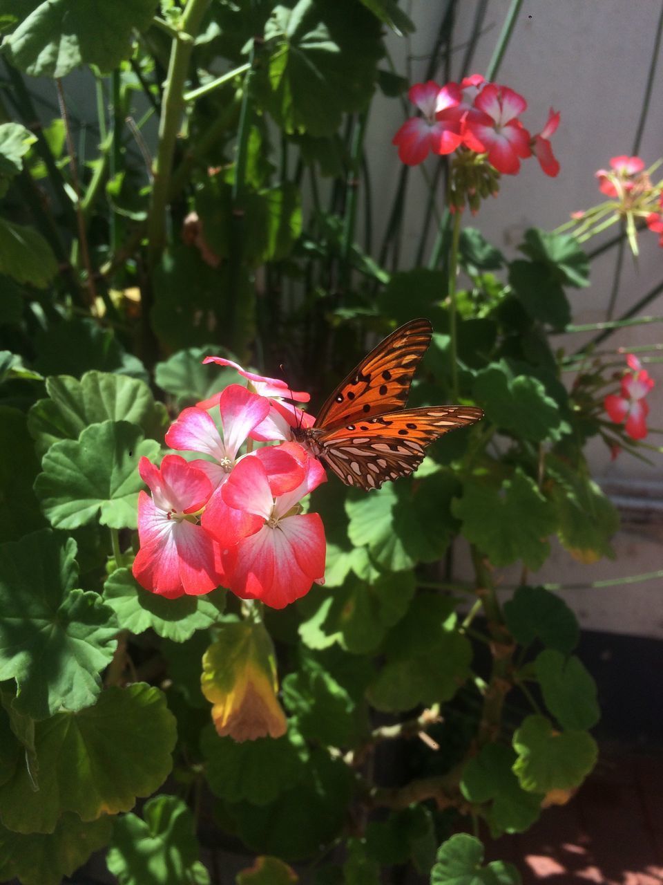 BUTTERFLY POLLINATING ON PINK FLOWER