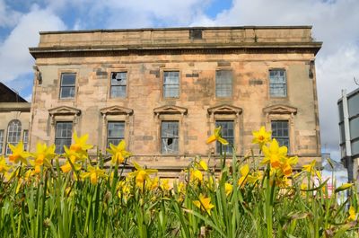 Low angle view of yellow flowering plants by building against sky