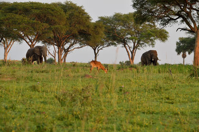 Ugandan antelopes and elephants at sunrise in queen elizabeth national park, uganda.