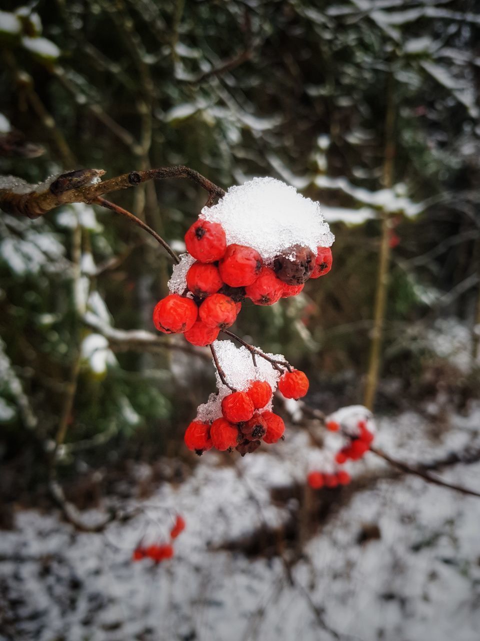 CLOSE-UP OF RED BERRIES ON TREE