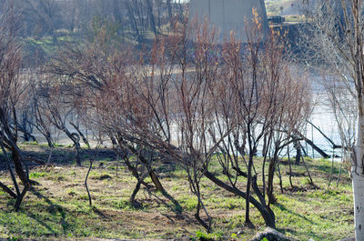 Bare trees in forest