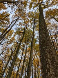 Low angle view of pine trees in forest