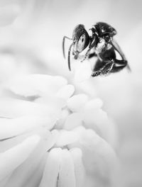 Close-up of insect on flower