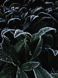 Close-up of wet plants